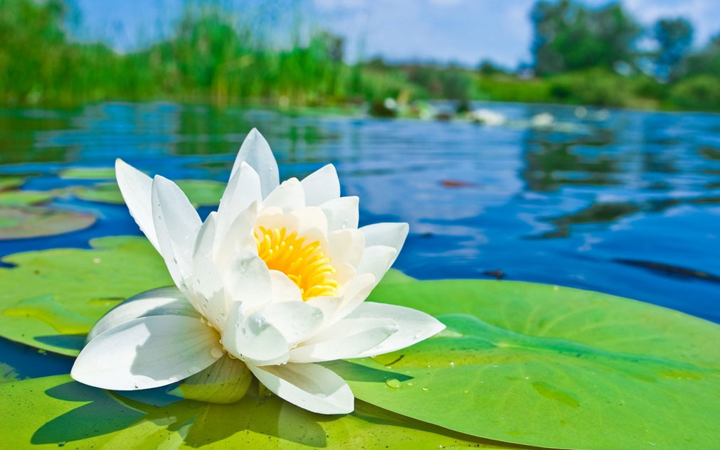 مردابی