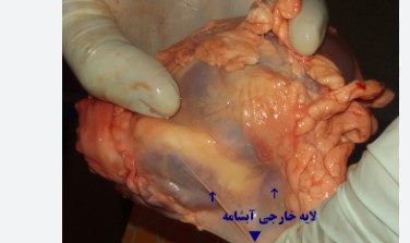 آب‌شامه