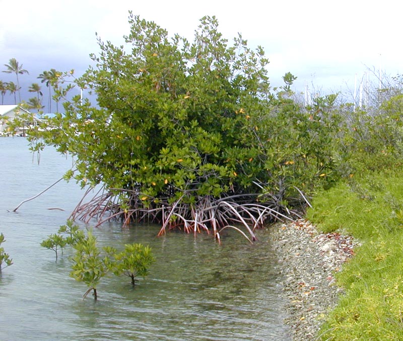 درخت چیره