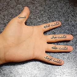 انگشتان دست