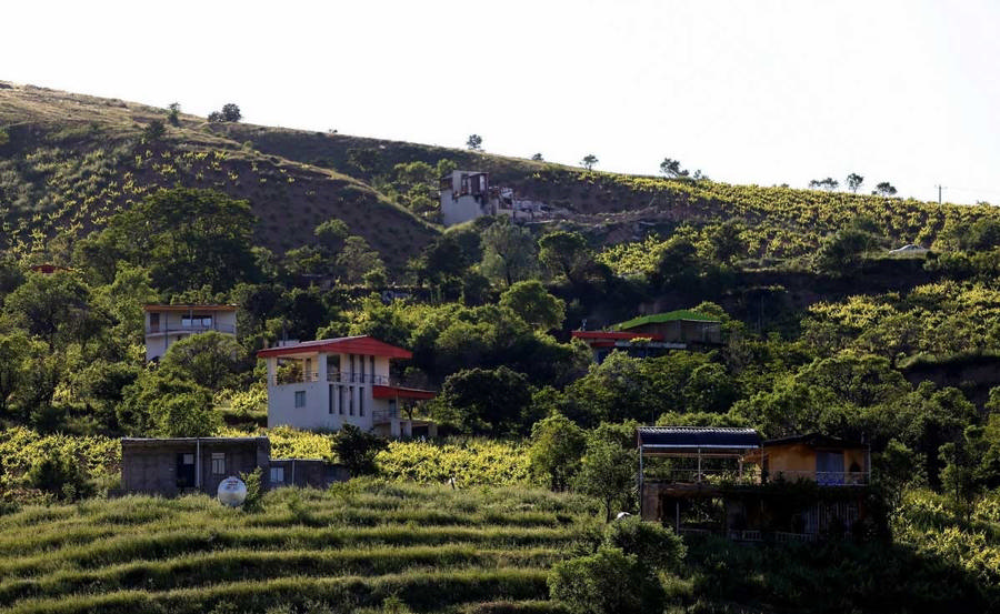 شیره جین