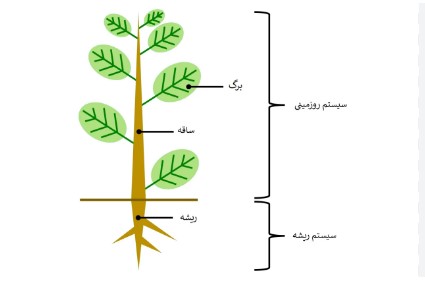 روزمینی