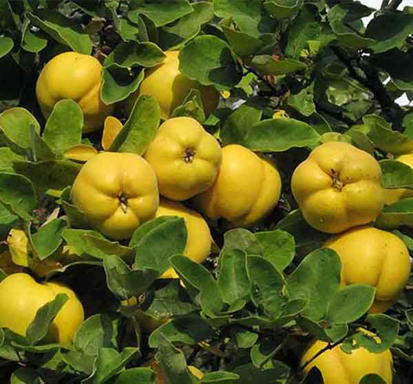 پر میوه