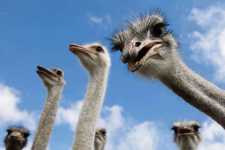بنات البیض