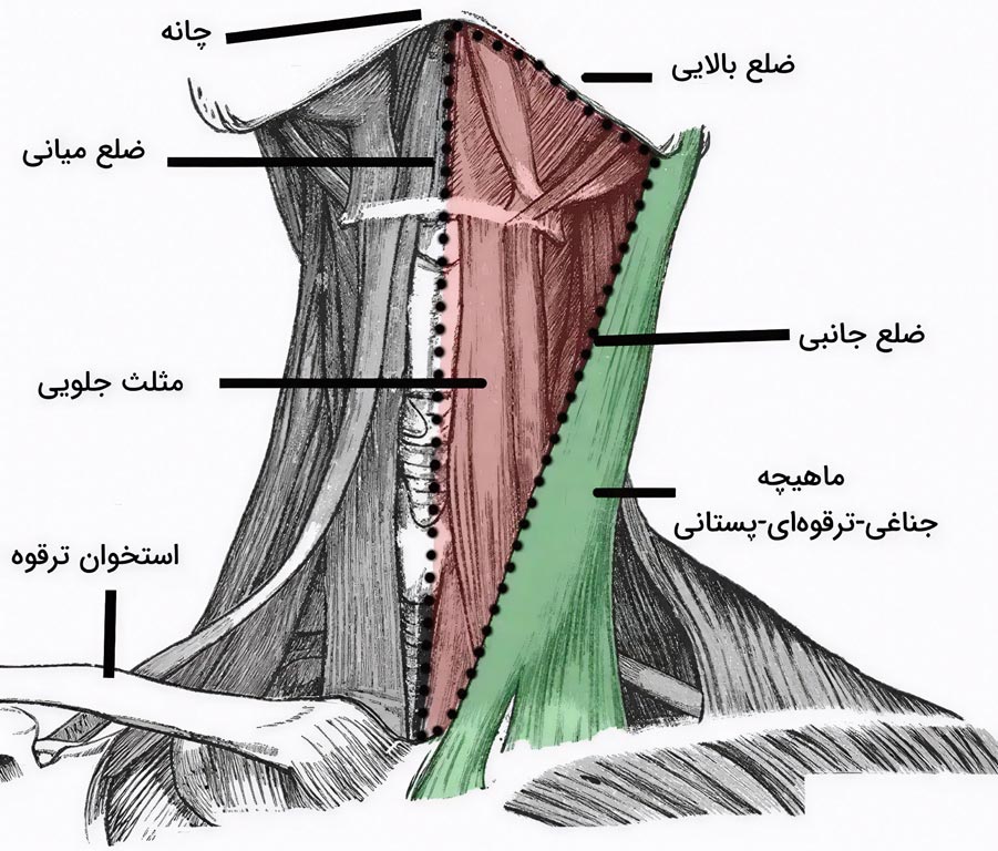 مثلث پایین چنبری