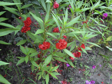 پی جویی زمین گیاه شناختی