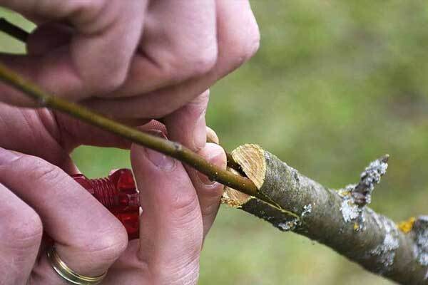 چوپیوند دوگانه