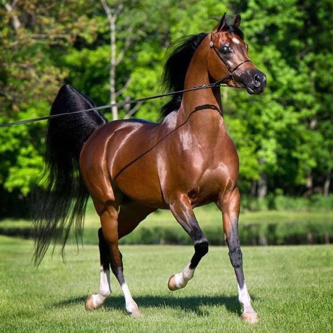 ابوالمضمار