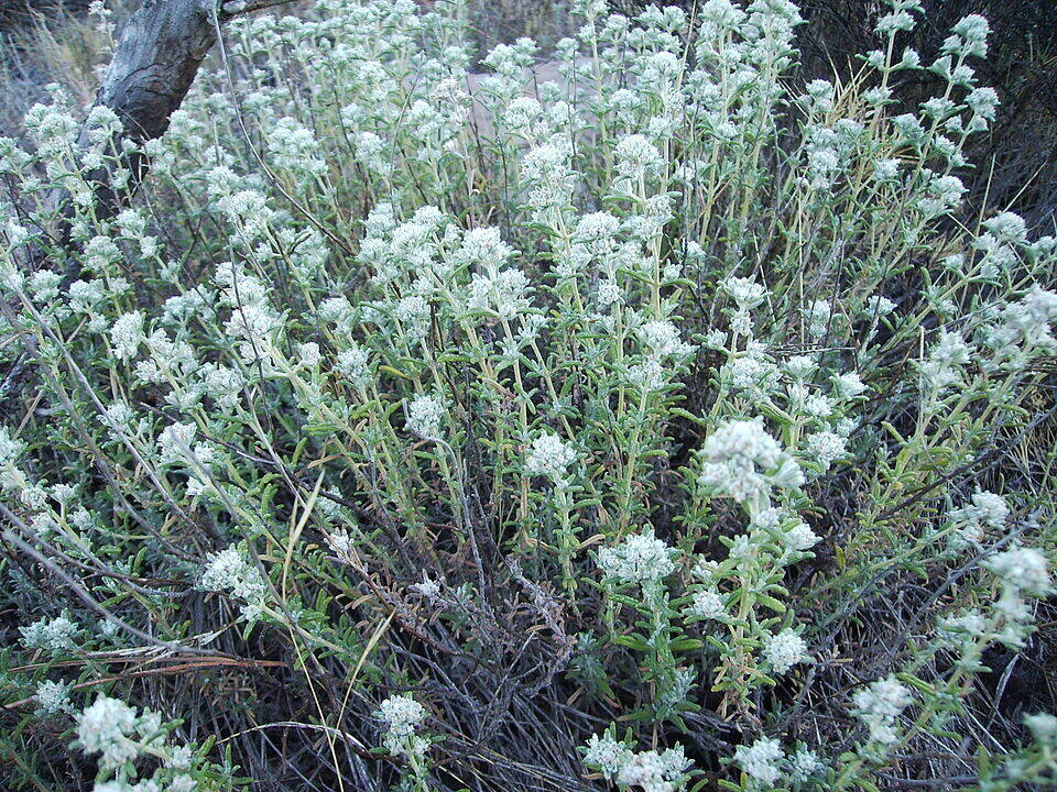 کلپوره