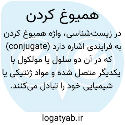 تصویر معنی همیوغ کردن