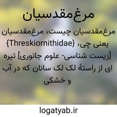 تصویر معنی مرغمقدسیان