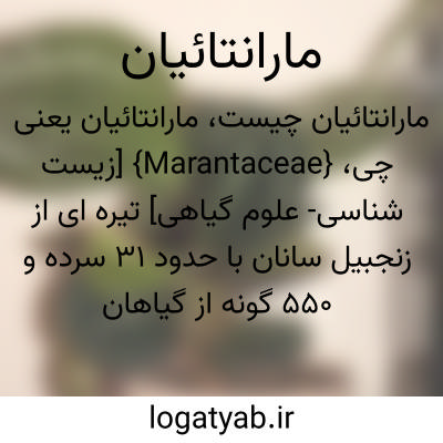تصویر معنی مارانتائیان