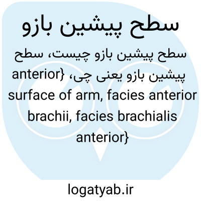 تصویر معنی سطح پیشین بازو