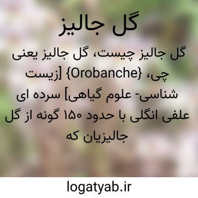 تصویر معنی گل جالیز